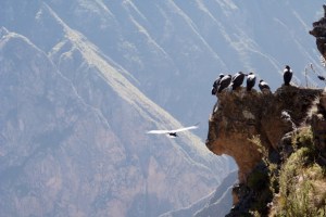 Kondory z kanionu Colca