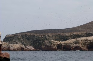 Ptaki z Islas Ballestas