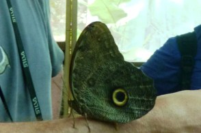 Iquitos, mariposario