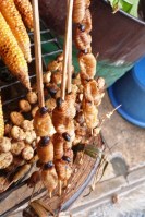 Iquitos, suri (larwy) (2)