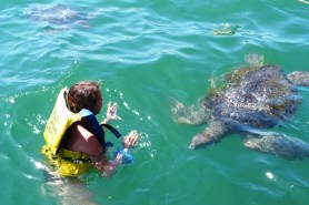 Pływanie z zolwiami