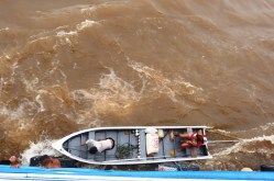 Amazonka brazylijska 12