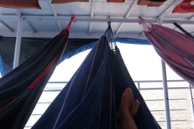 Amazonka brazylijska 6