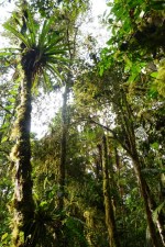 Mindo_Ekwador_bosque_nublado