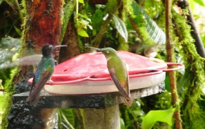 Mindo_Ekwador_kolibry1