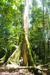 Taaakie małe amazońskie drzewo