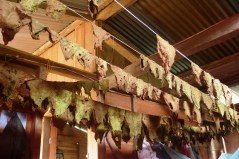 Tak suszy się liście tytoniu :)