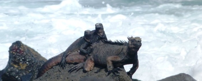 galapagos-isla-isabela-iguany2