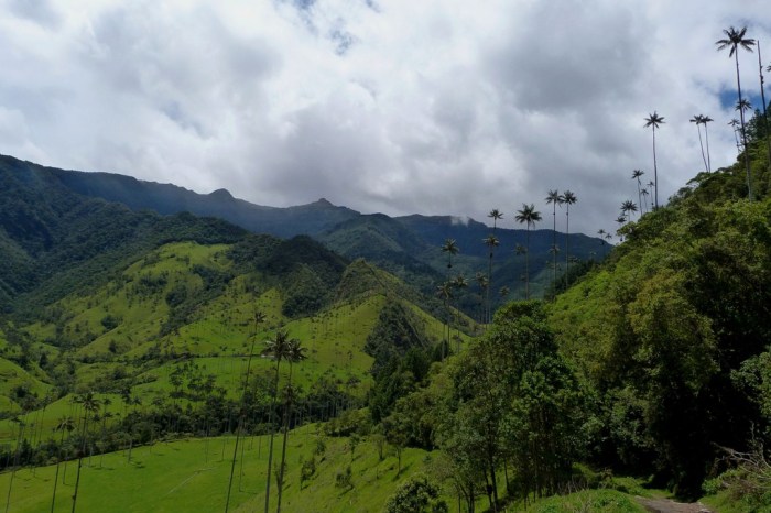Valle de Cocora, Kolumbia