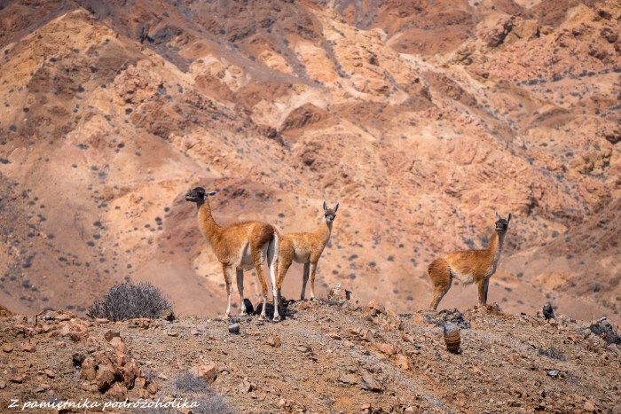 Chile Parque Pan de Azucar (1 of 7)