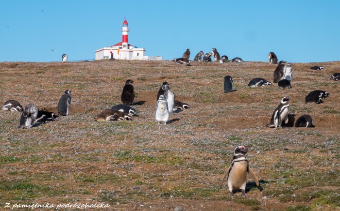 Chile Isla Magdalena pingwiny 1