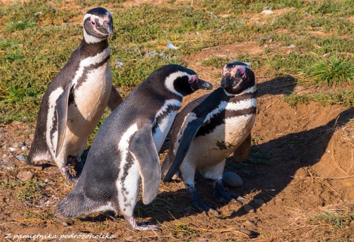Chile Isla Magdalena pingwiny 2