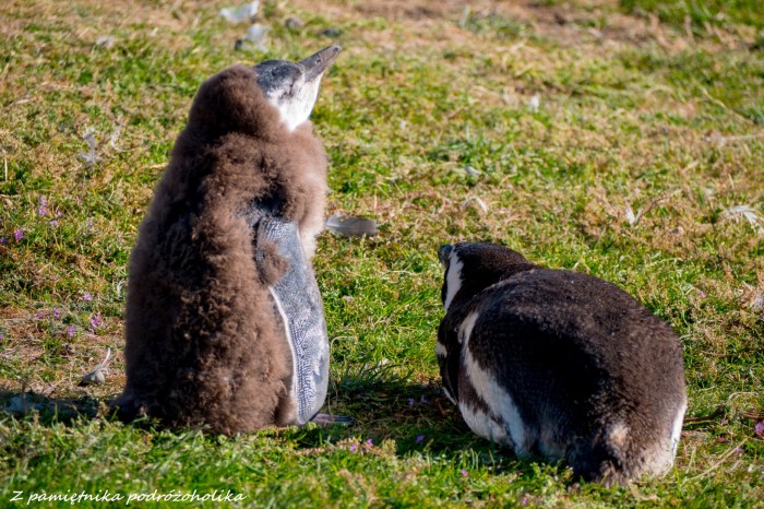 Chile Isla Magdalena pingwiny 3